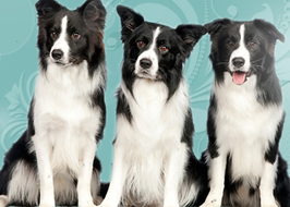 /kepek/upload/2012-01/life_paw.png